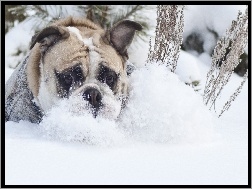 Zima, Pies, Śnieg